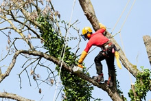 arborist tree report